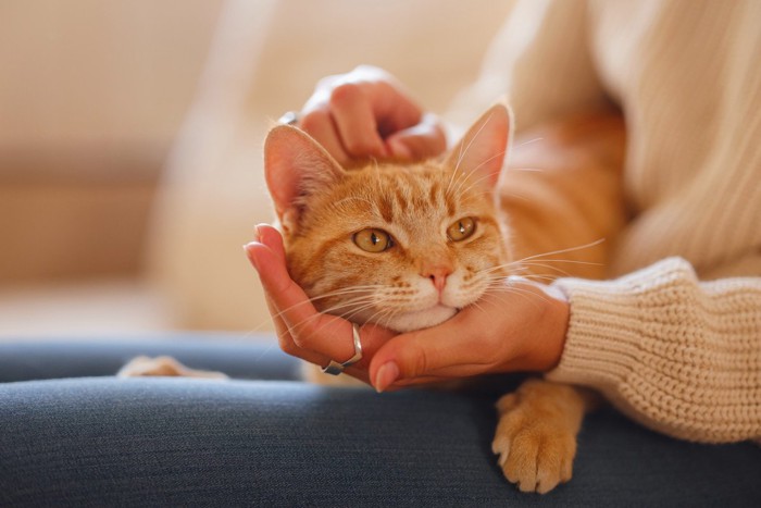 膝の上の猫を撫でる女性