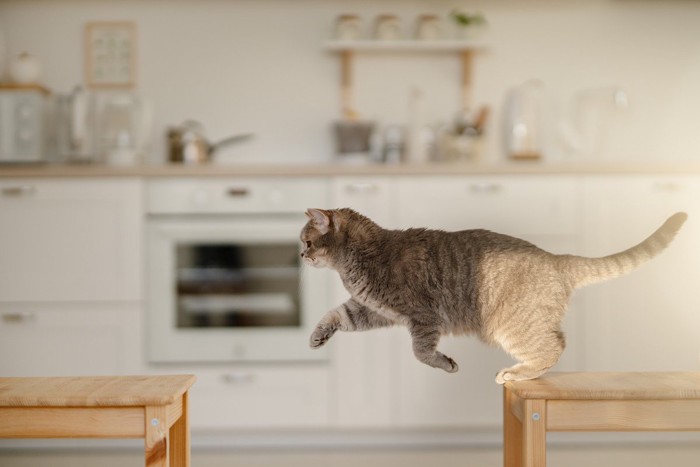 椅子から椅子へジャンプしようとする猫