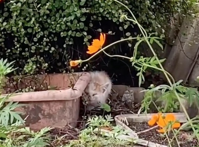 草陰で鳴く子猫