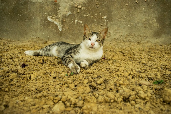 荒れた野外にたたずむ猫