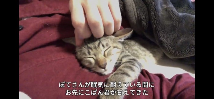 甘える猫