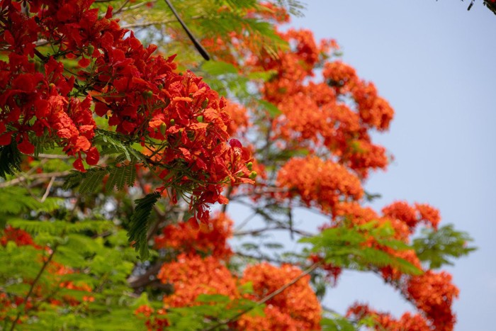 オレンジ色の花をつけた木