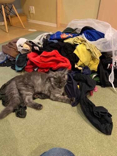 洗濯物に寄りかかる猫