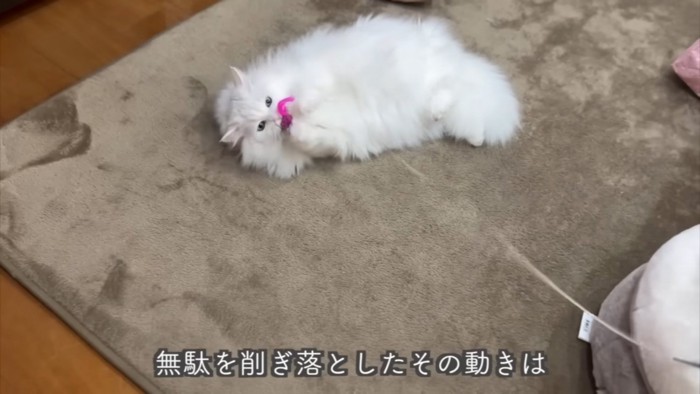 遊ぶ猫