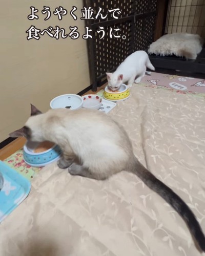 ごはんを食べる2匹の猫