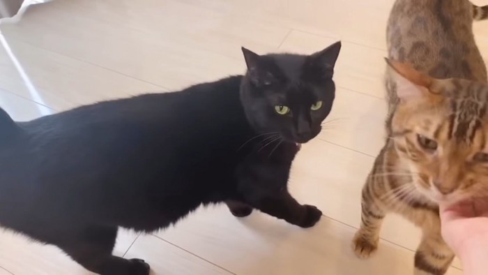 黒猫と顔をなでられるベンガル猫