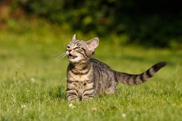 口と目が半開きの子猫