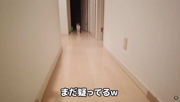 ドアの前で座る猫