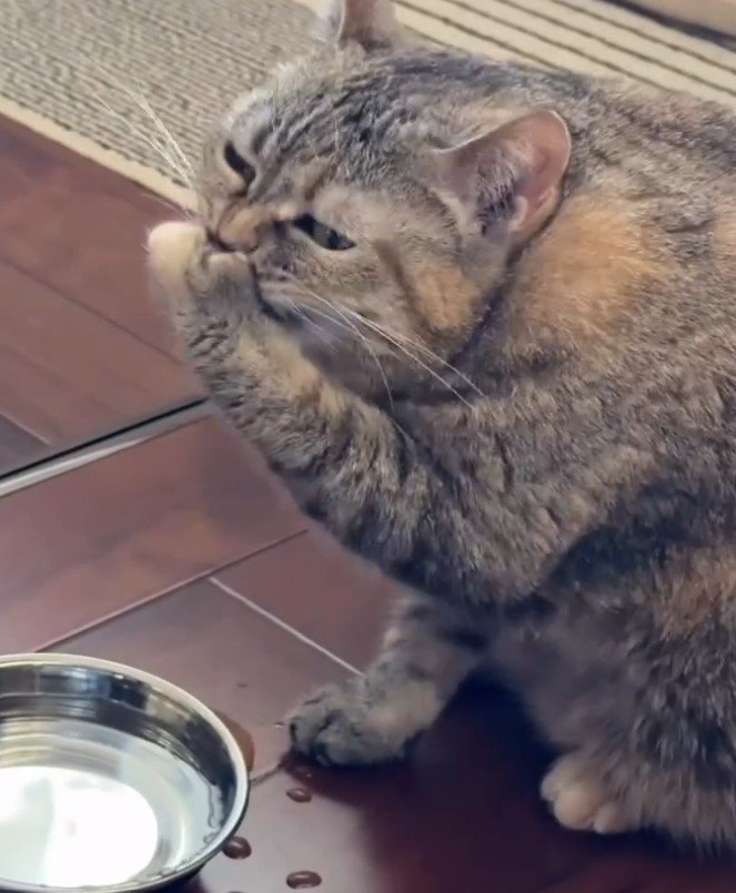 口を手で覆い目を細める猫