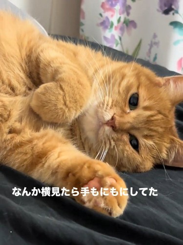 横になる猫