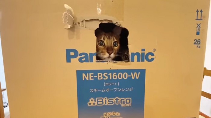 穴からのぞく猫