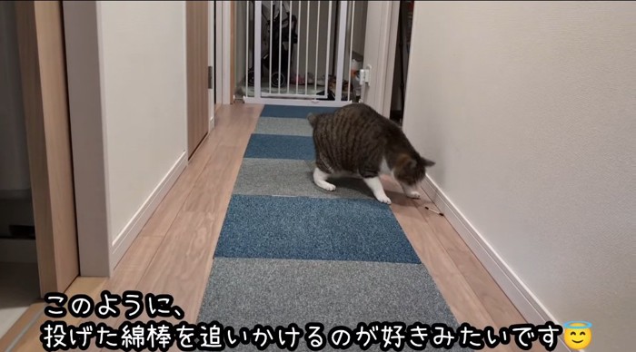 綿棒で遊ぶ猫