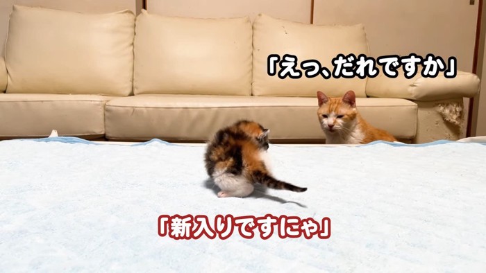 「えっ、だれですか」