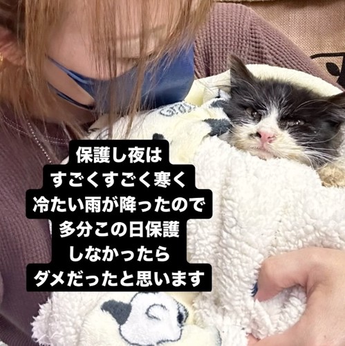 毛布に包まれる子猫