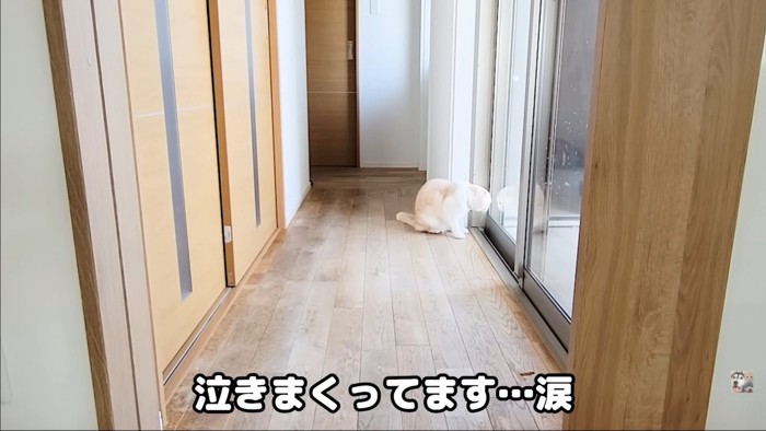 窓の前に猫だけ