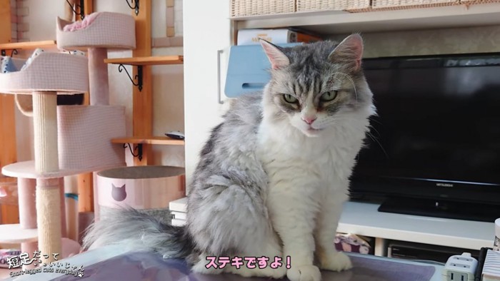 座る猫