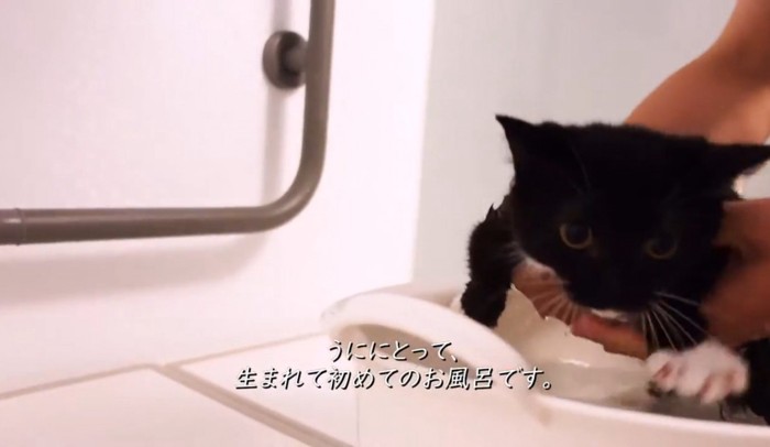 お風呂に入れられる子猫