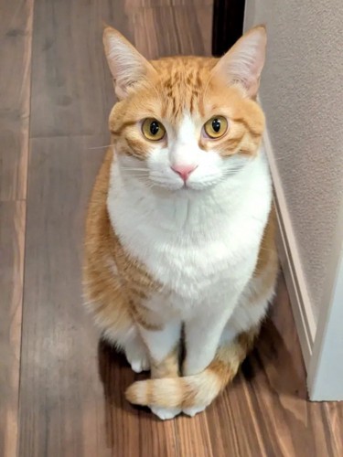 おすわりする成猫