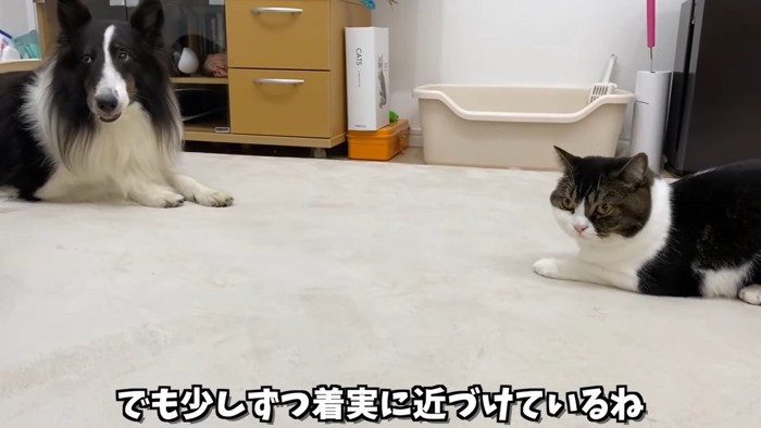 向かい合って座る猫と犬