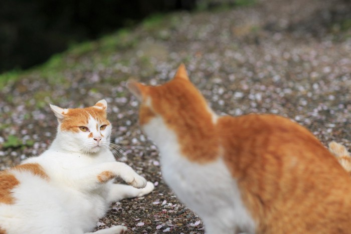 高圧的な猫と弱い猫