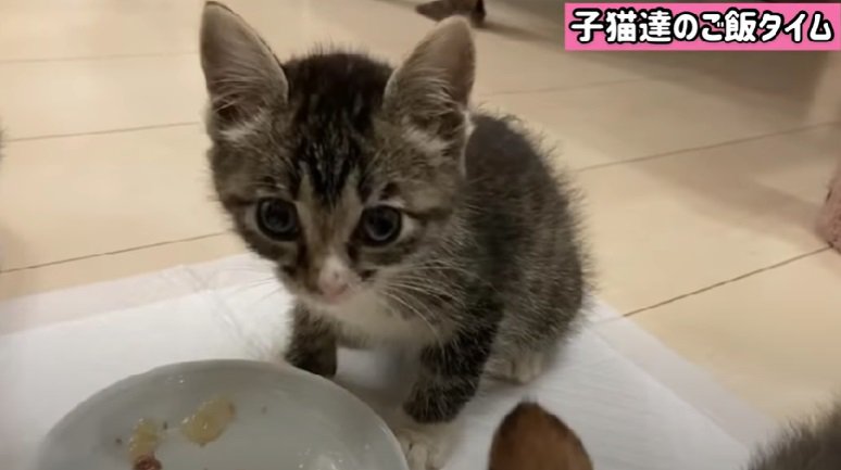 ご飯とカメラ目線の子猫