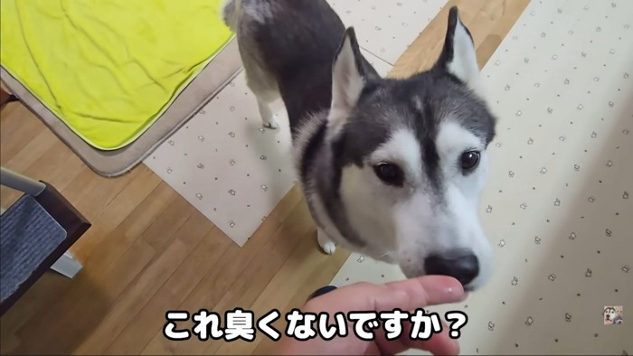 匂いを嗅ぐ犬