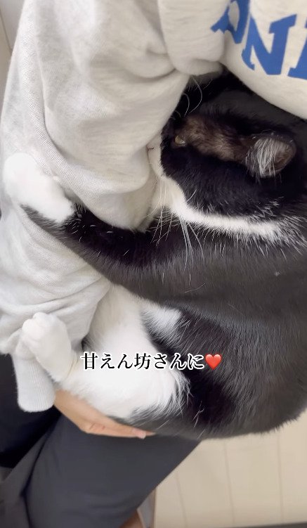 飼い主さんに甘えて抱っこされる猫