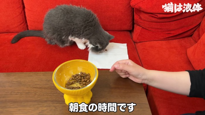 キャットフードを食べる猫