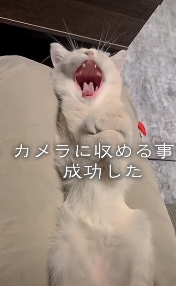 あくびをする猫