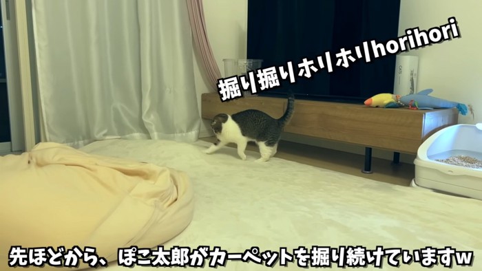 カーペットを掘る猫