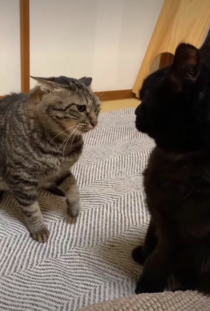 見つめる猫