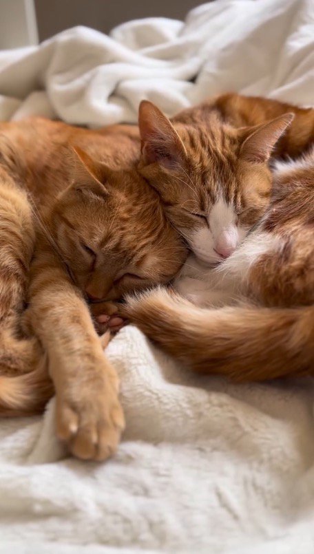 体を寄せ合って眠る2頭の猫