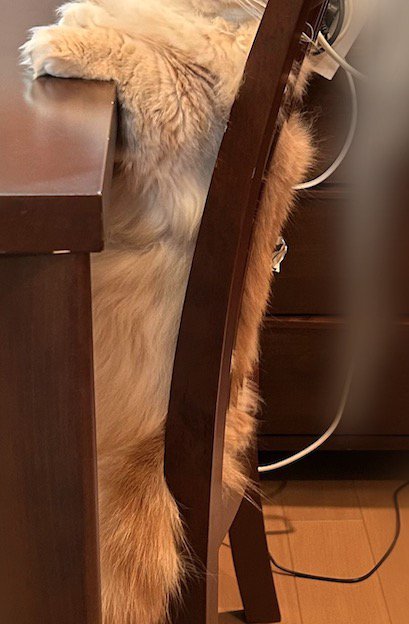 椅子に背中を預けて座る猫の体