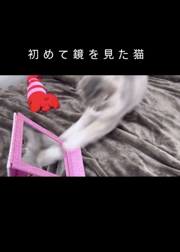 鏡に飛びつく猫