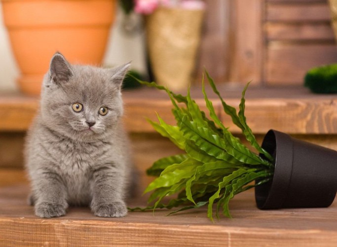 植木鉢を倒した子猫