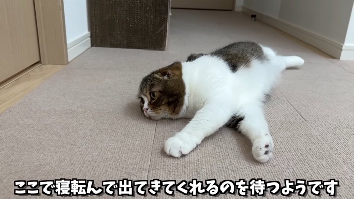 寝そべる猫