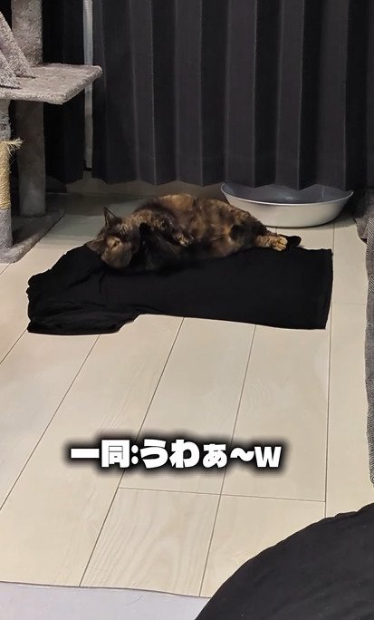 Tシャツの上で毛づくろいするうにちゃん