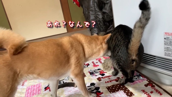 あれ?なんで?