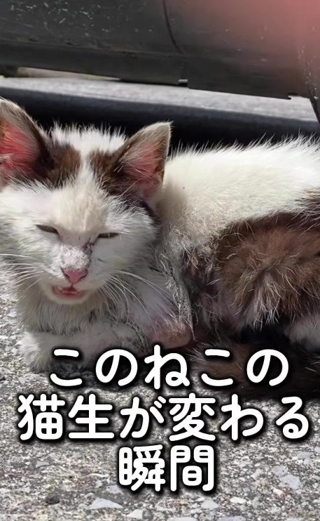 ボロボロの猫