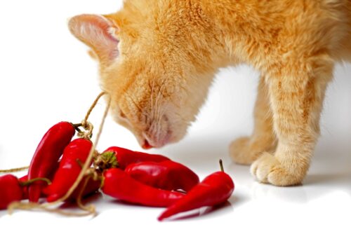 唐辛子を匂う猫