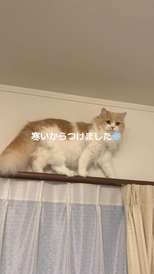 話しかけてくる飼い主を見つめる猫
