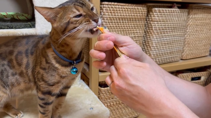 おやつを食べる猫