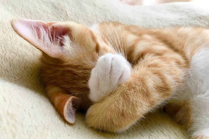 顔を隠して眠る子猫