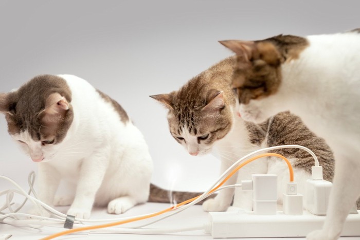 電源コードに興味津々な3匹の猫