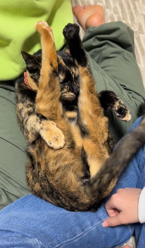 尻尾を右側に倒している二つ折りになった猫