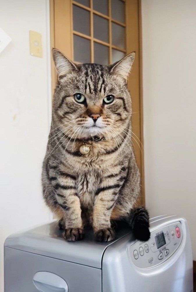 ヒーターの上に座るキジトラ猫