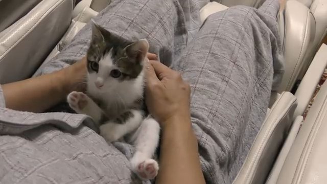 両腕に抱かれ、飼い主を見上げる猫