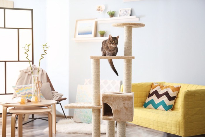 部屋にいる猫