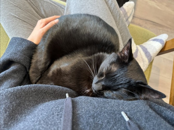人間のひざの上で眠る猫