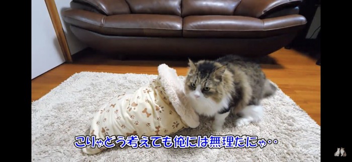 クッションに入るのを諦める猫